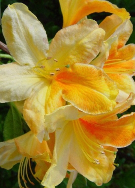 Azalia (Rhododendron viscosum) Golden Flare